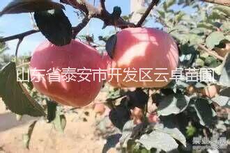 供应用于的泰安开发区供应优质苹果苗