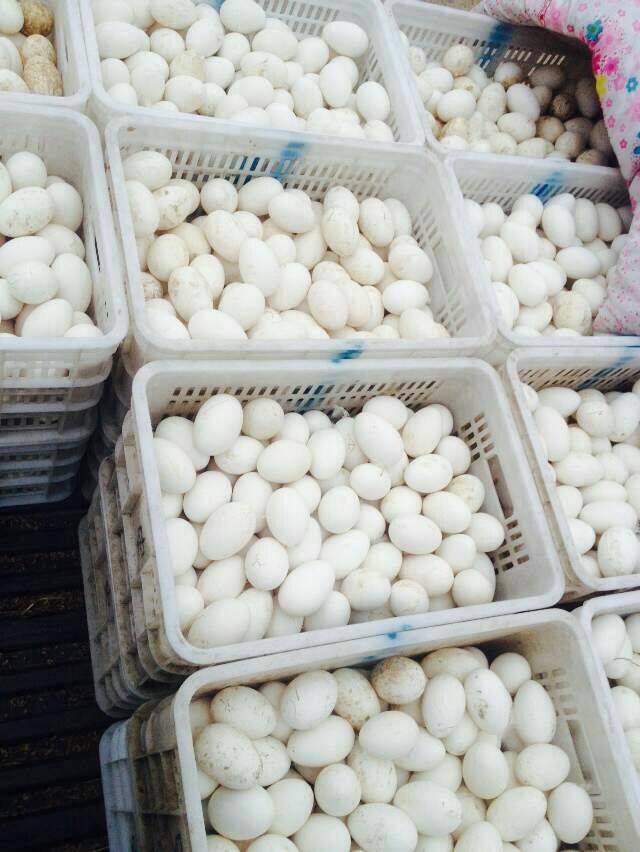 供应用于食用|育苗的鹅蛋，鹅蛋优质供应商，鹅蛋批发价格图片