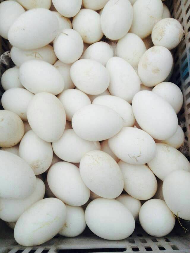 供应用于食用|育苗的回收鹅蛋的价钱，哪里有鹅蛋回收厂