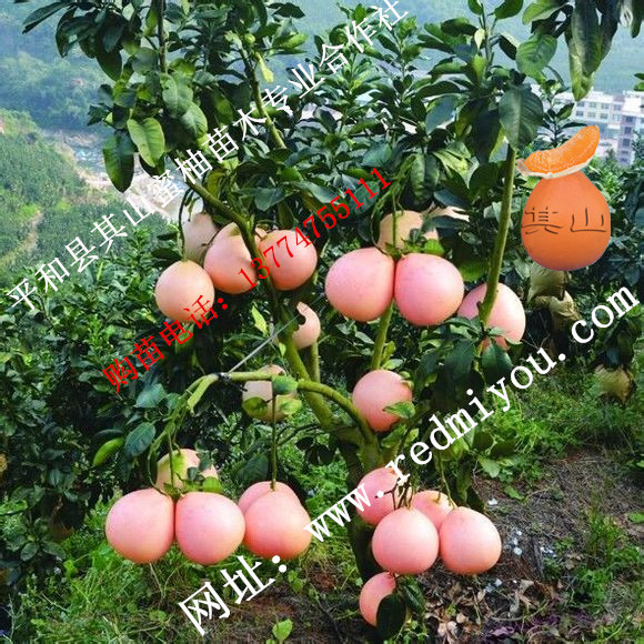 漳州市三红柚子苗厂家