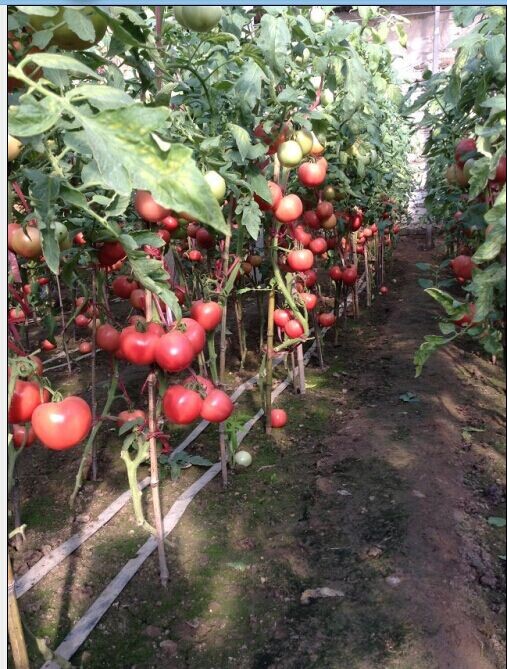 新荷兰巨粉F1-早熟粉果番茄种子