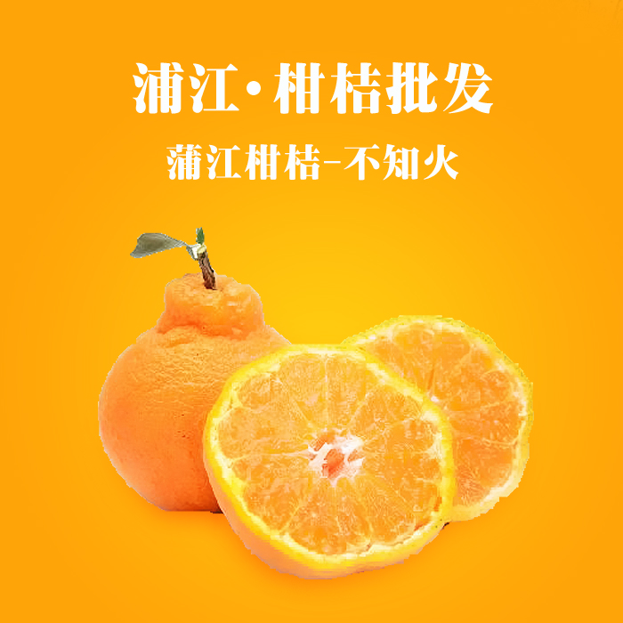供应用于柑桔的德阳不知火柑桔 凸顶柑 丑柑  蒲江风帆柑橘合作社