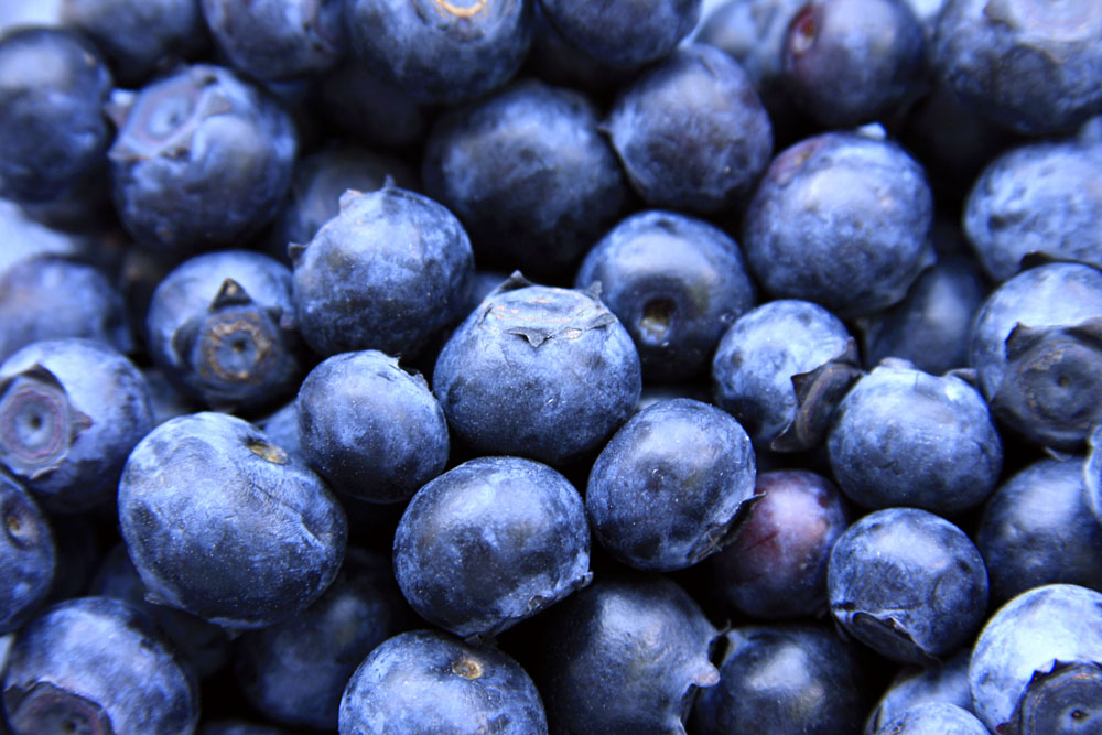 供应优质高产蓝莓苗