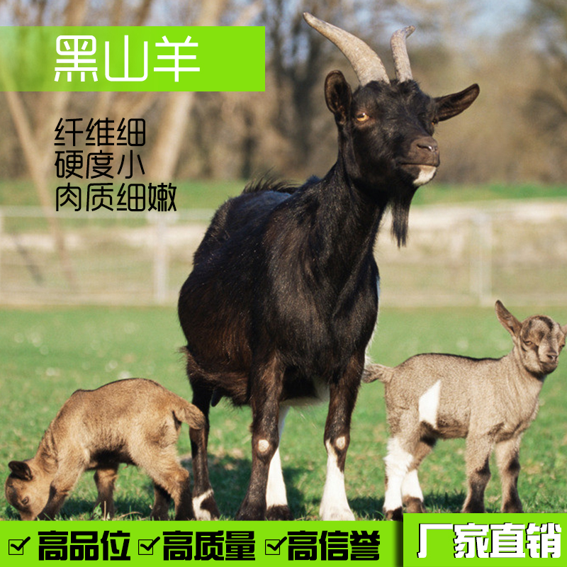 供应纯种努比亚黑山羊 黑山羊羊羔价格 黑山羊种羊 努比亚黑山羊种苗养殖场图片