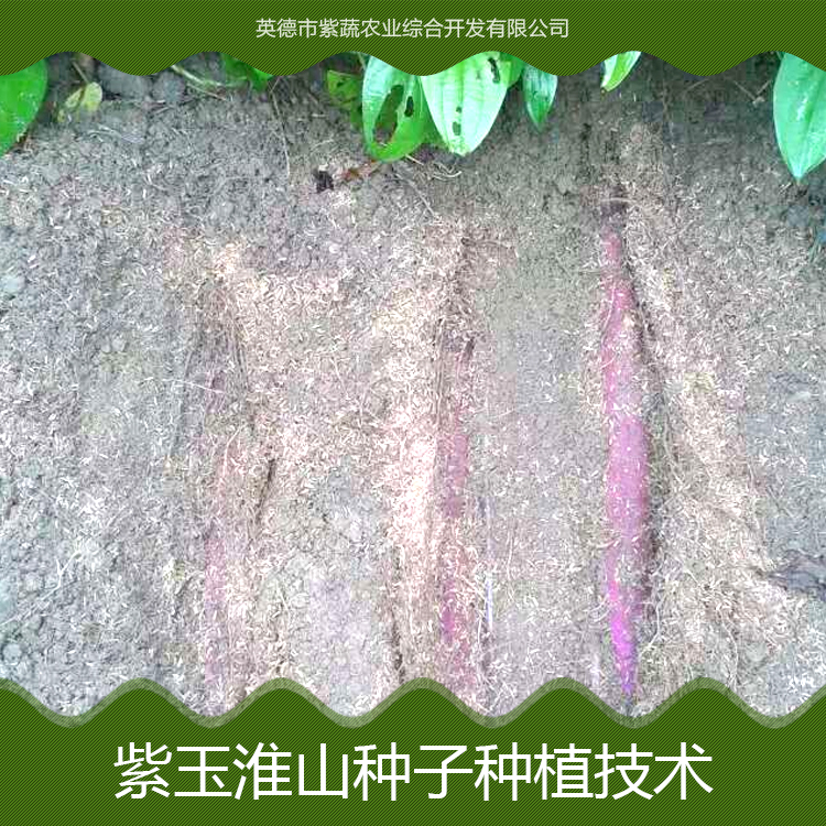 广州紫玉淮山种子种植技术批发