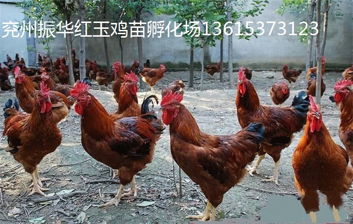 红公鸡苗养殖技术 红公鸡苗多少钱一只