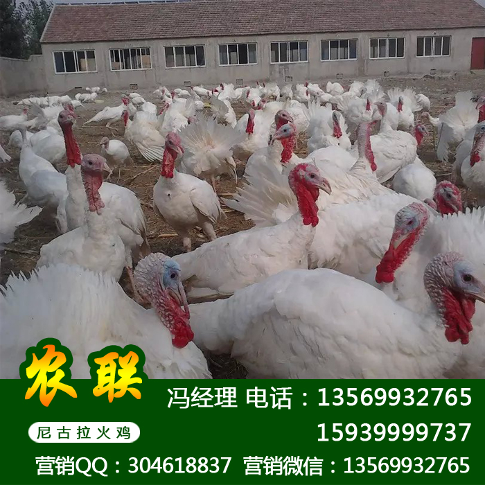 供应用于养殖的江苏火鸡苗_江苏火鸡价格批发_江苏火鸡养殖场图片
