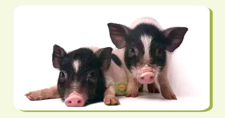 厂家直销宠物猪、宁波宠物猪供应商，宠物猪专业养殖场图片
