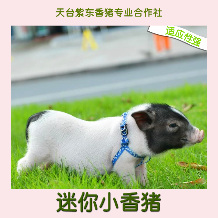 厂家直销香猪养殖、迷你小香猪、2016宠物猪市场价格、迷你香猪图片