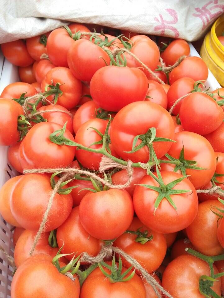 山东西红柿种植基地批发