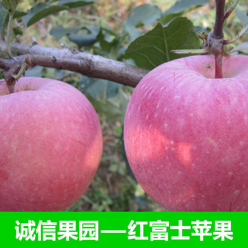 供应江苏苹果批发，江苏苹果批发价格，江苏苹果批发厂家，江苏哪里有苹果批发图片