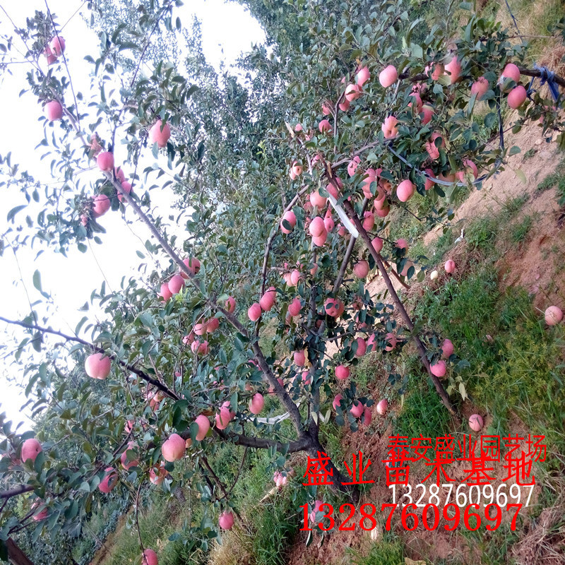 供应苹果苗苗圃直供 红富士苹果苗价格 苹果树苗哪里有图片