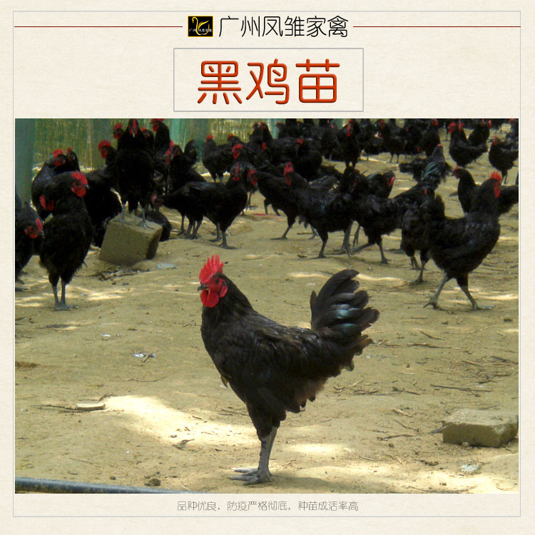广州市黑鸡苗养殖厂家