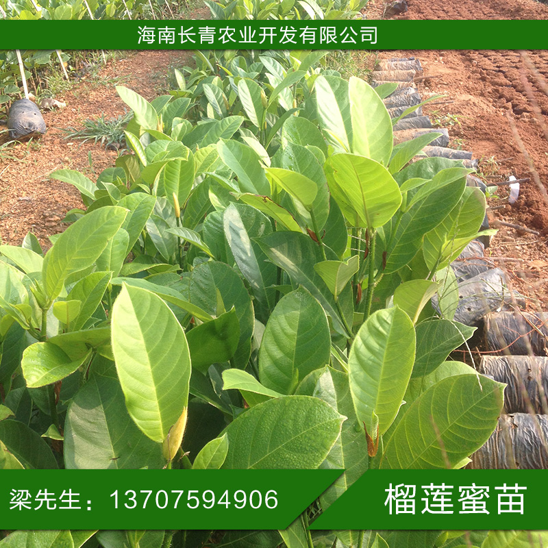 海南长青农业开发有限公司