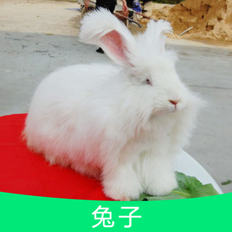 供应用于作种的兔子一次剪毛1斤 长毛兔苗 种兔 大量出售