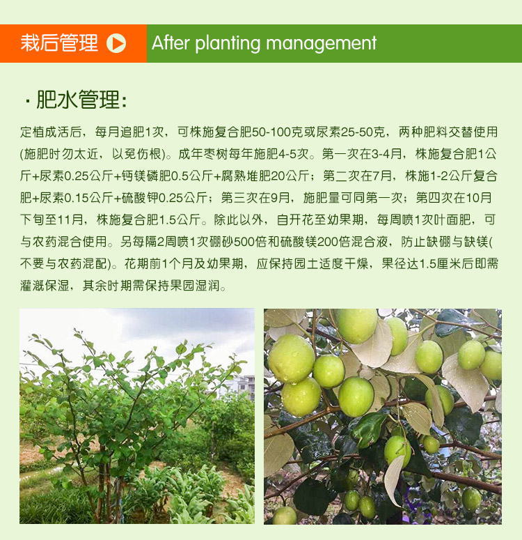 2016年台湾青枣苗种植销售批发
