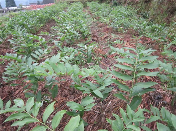 供应用于种植的玉竹种苗批发广西中药材种植基地图片