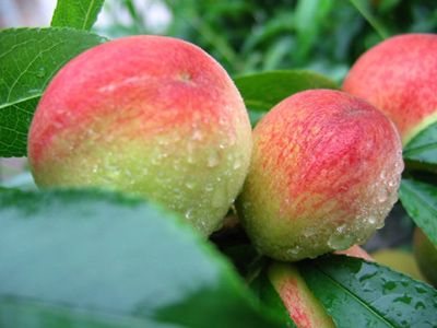 泰安市桃树苗厂家供应桃树苗，桃树苗价格，嫁接，优质桃树苗及批发