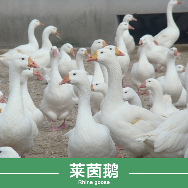 供应濮阳莱茵鹅大型养殖场，鹅蛋批发零售，大品种鹅苗