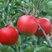 泰安市矮化苹果树苗厂家供应新疆矮化苹果树苗，矮化富士苹果苗价格，哪里有矮化富士苹果苗