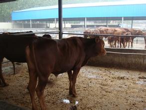 供应用于肉类的利木赞牛中国最大的黄牛养殖基地