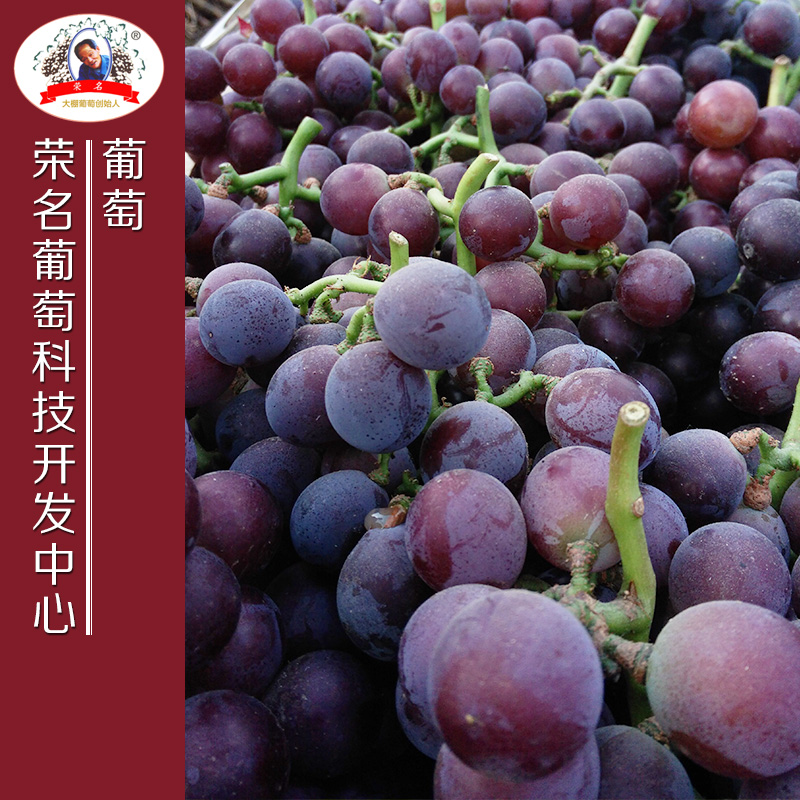 供应用于葡萄的大棚葡萄苗，最甜葡萄图片