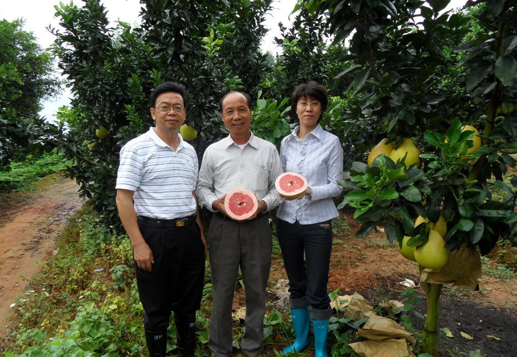 漳州市三红蜜柚苗报价厂家