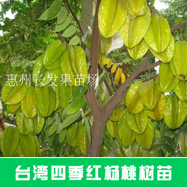 供应台湾四季红杨桃树苗图片