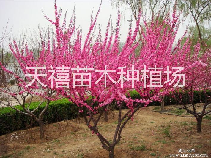 供应用于北京廊坊绿化的榆叶梅