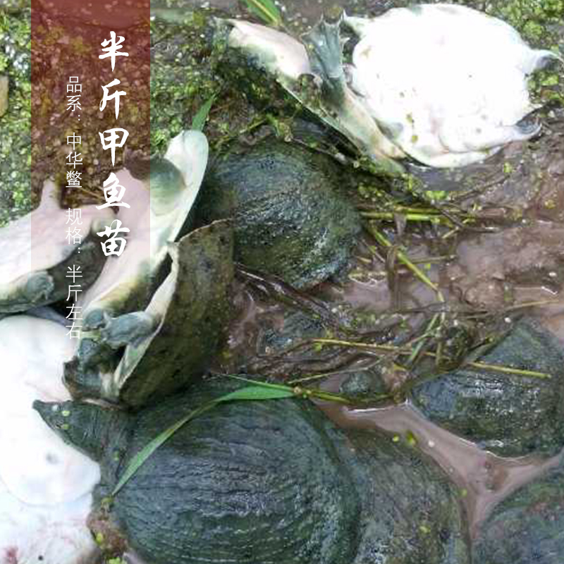 供应用于的贵州中华鳖甲鱼苗养殖场批发价格/成品大甲鱼多少钱一斤