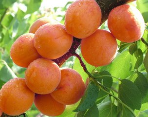供应供应出售各种杏苗、杏树图片