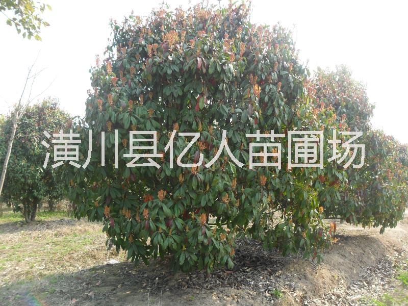 中华石楠产地供应用于园林绿化的中华石楠产地