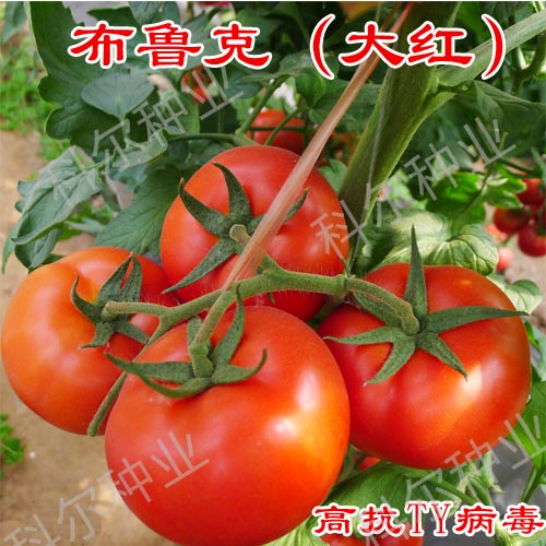 供应用于西红柿种子的科尔种业布鲁克--大红西红柿种子