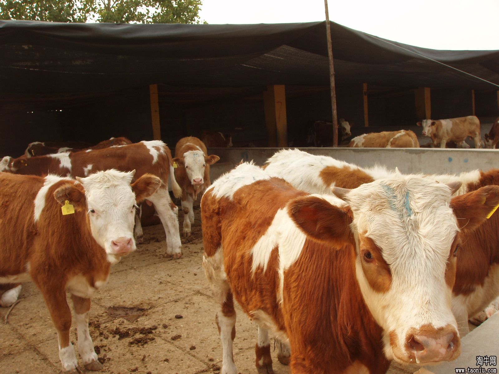供应500斤西门塔尔牛价格 肉牛养殖场 西门塔尔牛犊多少钱一头