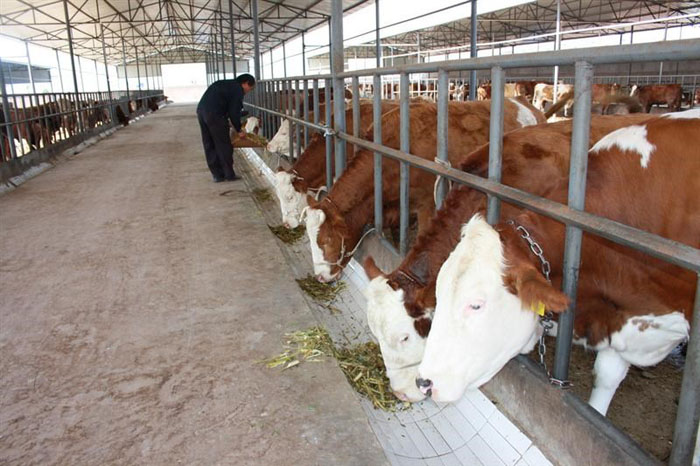 济宁市河北沧州市养牛场100头牛养殖厂家