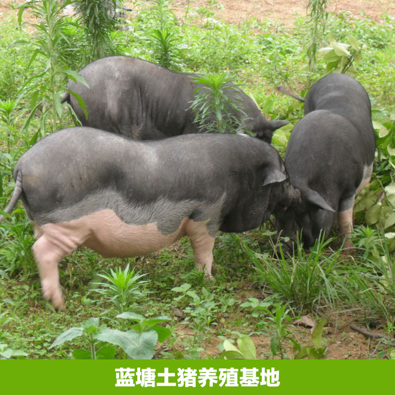 蓝塘土猪养殖基地蓝塘土猪养殖基地，土猪养殖场 ，土猪养殖批发价格