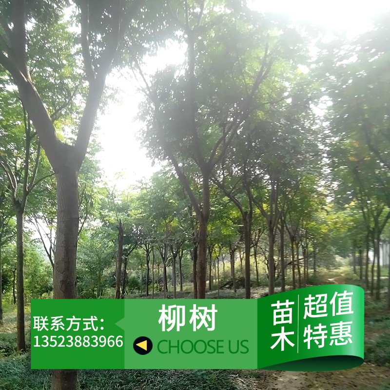 供应用于园林绿化的栾树苗 台湾栾树 黄山栾树 栾树规格批发图片