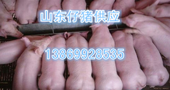 2016年山东省仔猪供应价格