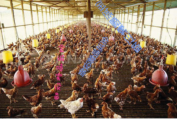牲畜养殖场喷雾消毒防疫系统  喷雾消毒防疫设备 消毒防疫设备 大型养鸡场消毒方法图片