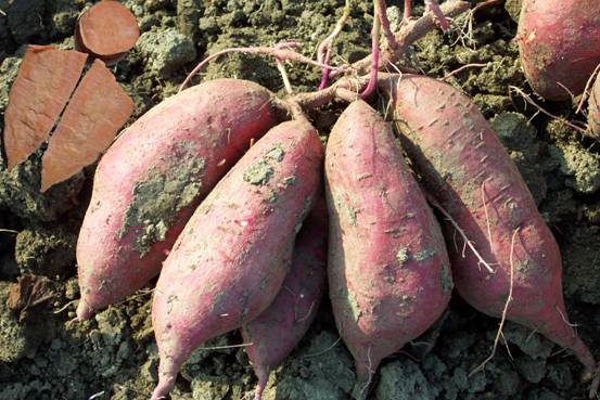 供应用于红薯种植的河南红薯苗脱毒紫薯苗 红薯苗基地