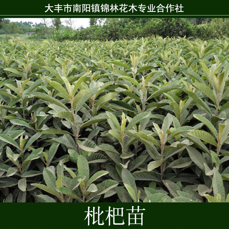 盐城市上海枇杷树苗厂家上海枇杷树苗报价，盆栽地栽果树苗，黄肉大果枇杷