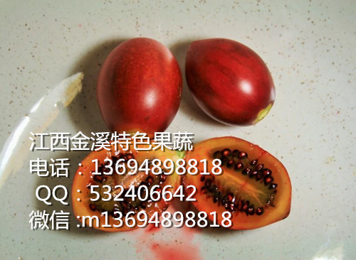供应用于直接吃的树蛋果种苗批发价格 树蛋果种子批发 江西树蛋果种子批发价格 成活率高图片