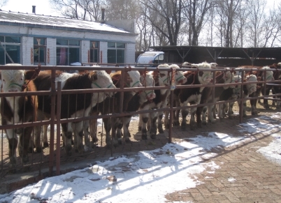 供应用于繁育养殖|母牛|肉牛的肉牛养殖场优质黄牛网 西门塔尔