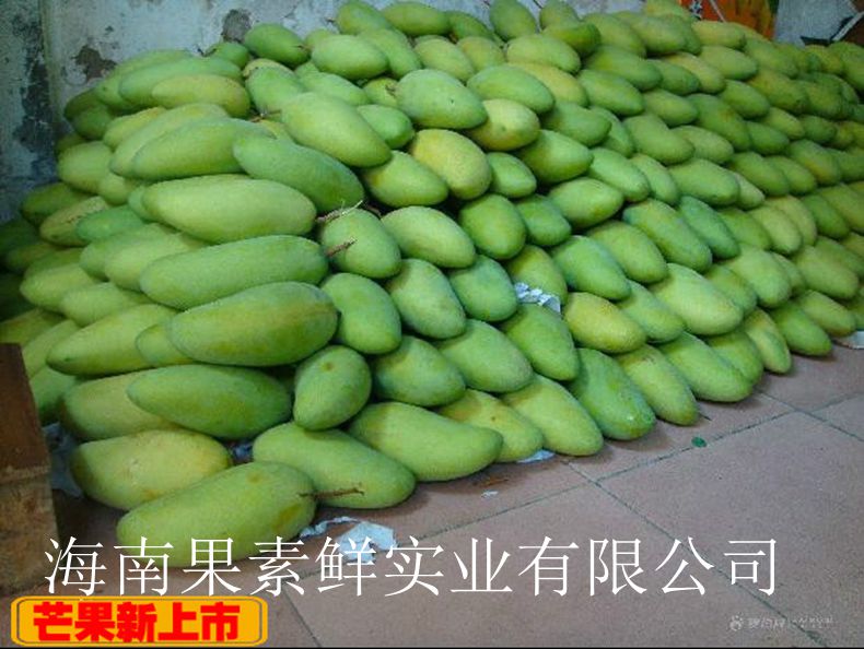 供应用于食用的海南金煌芒果新鲜芒果青皮芒果图片
