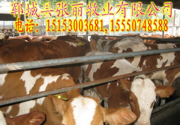 供应用于养殖的山东肉牛养殖场图片