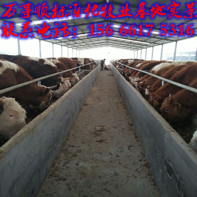 供应用于养殖的西门塔尔牛价格,西门塔尔牛牛犊