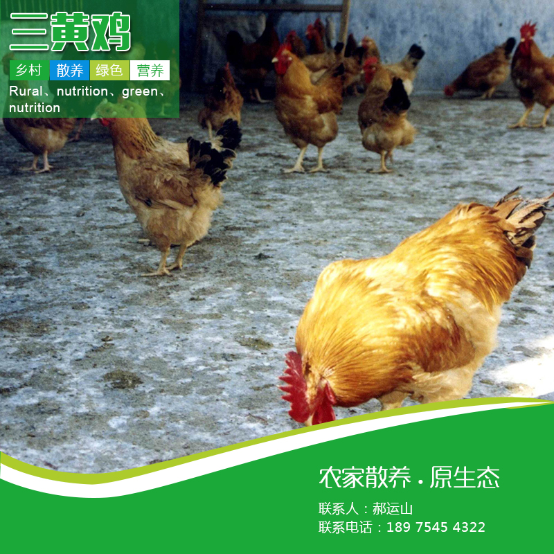 供应三黄鸡苗厂家直供全国包运包路损免费提供养殖技术图片