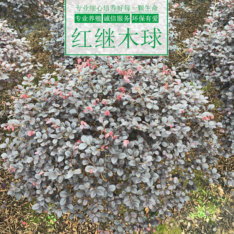 重庆涌鑫绿化苗木基地供应红继木球树、园林绿化植被、红继木球树苗批发