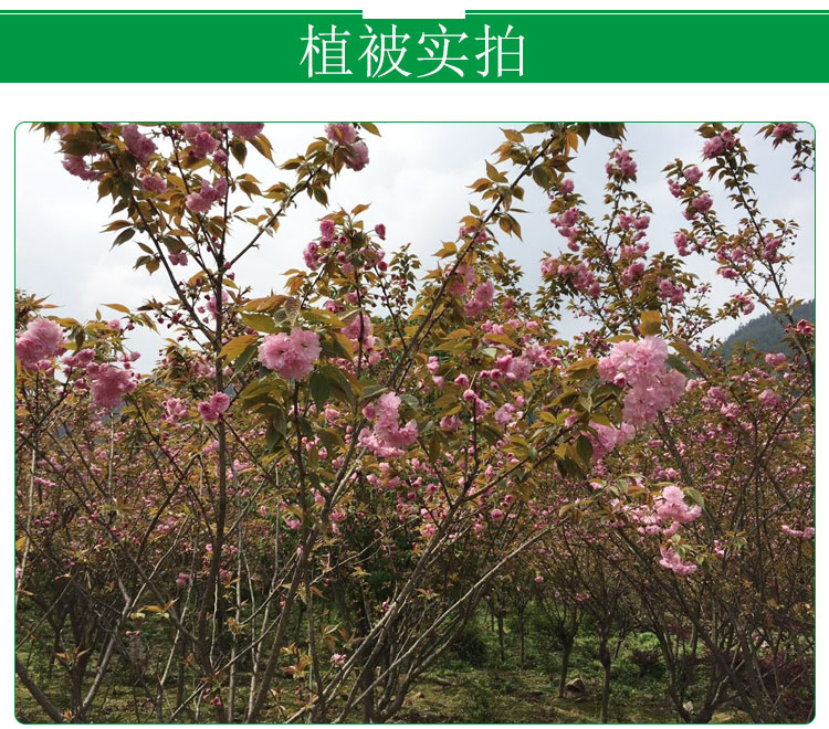 樱花树基地供应樱花树基地  日本樱花