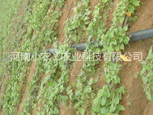 供应用于种植的新乡高产红薯苗小农丫农业